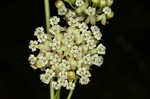 Whorled milkweed